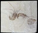 Cretaceous Fossil Shrimp Carpopenaeus - Lebanon #22873-1